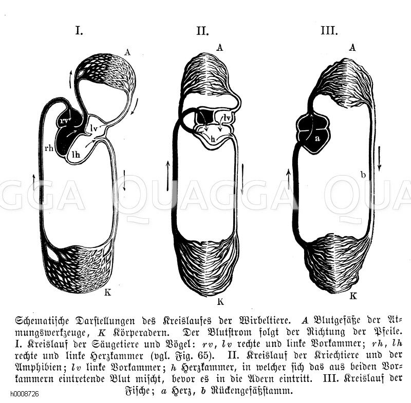 Schematische Darstellung des Kreislaufs der Wirbeltiere. A) Blutgefäße der Atmungswerkzeuge, K) Körperadern. Der Blutstrom folgt der Richtung der Pfeile. I) Kreislauf der Säugetiere und Vögel: rv), lv) rechte und linke Vorkammer, rh), lh) rechte und linke Herzkammer. II) Kreislauf der Kriechtiere und der Amphibien, lv) linke vorkammer, h) Herzkammer, in welcher sich das aus beiden Vorkammern eintretende Blut mischt, bevor es in die Adern eintritt. III) Kreislauf der Fische, a) Herz, b) Rückengefäßstamm [Digital]