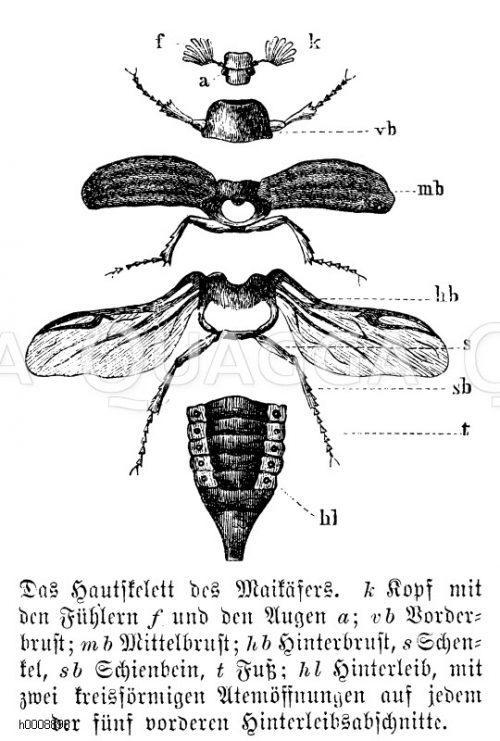 Maikäfer Bildkategorie Quagga Illustrations Bilddatenbank