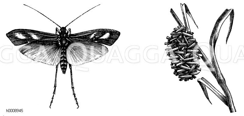 Rautenfleckige Köcherjungfer. Rechts das Gehäuse der Larve [Digital]