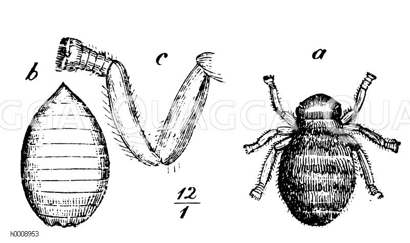 Bienenlaus. a) Insekt, b) Larve, c) Fuß des Insekts [Digital]