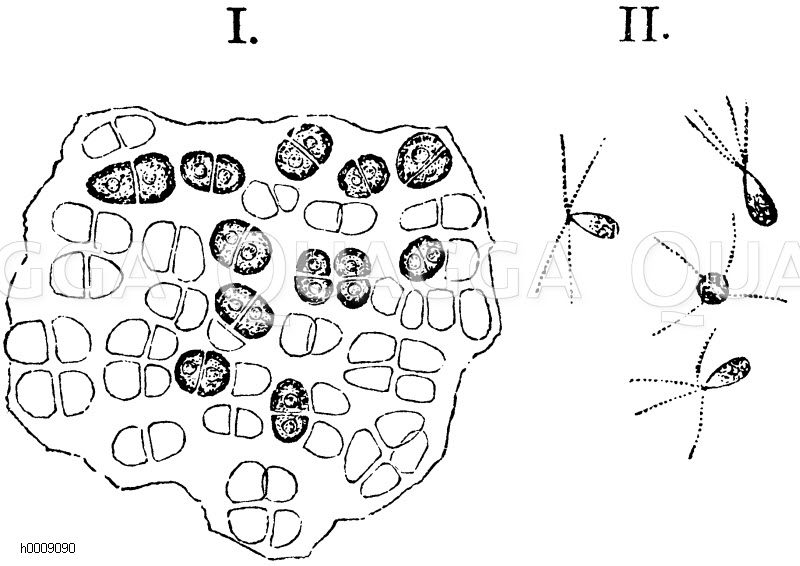eine Alge. Zellfläche, II Schwärmsporen, welche sich in den leeren Zellen gebildet haben [Digital]