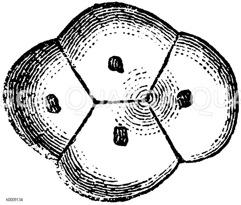 Form des Stärkekorns aus dem Stengel der Sarsaparille (Smilax sarsaparilla) [Digital]