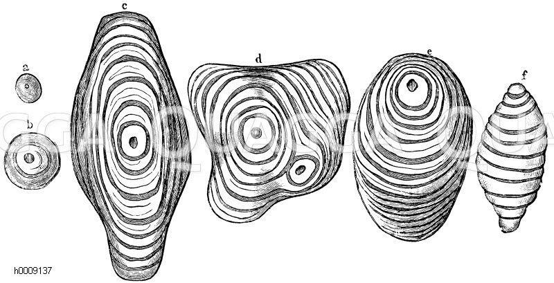 Verschiedene Formen des Stärkekorns aus der Beere der Kartoffel [Digital]