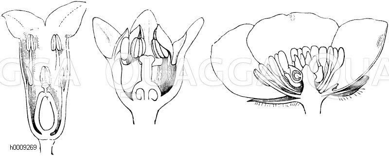Längsschnitt durch die Blüte des Kellerhalses (Daphne laureola) (links), Längsschnitt durch die Blüte des Faulbaumes mit röhrenförmiger Basis des Kelches (mitte), Längsschnitt durch die Blüte des scharfen Hahnenfußes (rechts) [Digital]