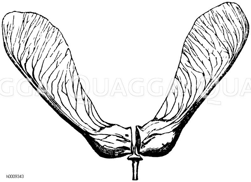 Zweiteilige (geflügelte) Spaltfrucht des weißen Ahorn [Digital]