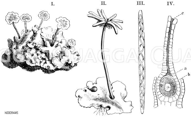 I. Thallus mit fünf Antheridienständen, II. Thallus mit einem Archegoniumstand, III. Schleuderzellen mit endlosem, doppelt gewundenem Spiralbande, IV. Archegonium, a) Zentralzelle, b) Keimkugel mit Kern, c) Hals [Digital]