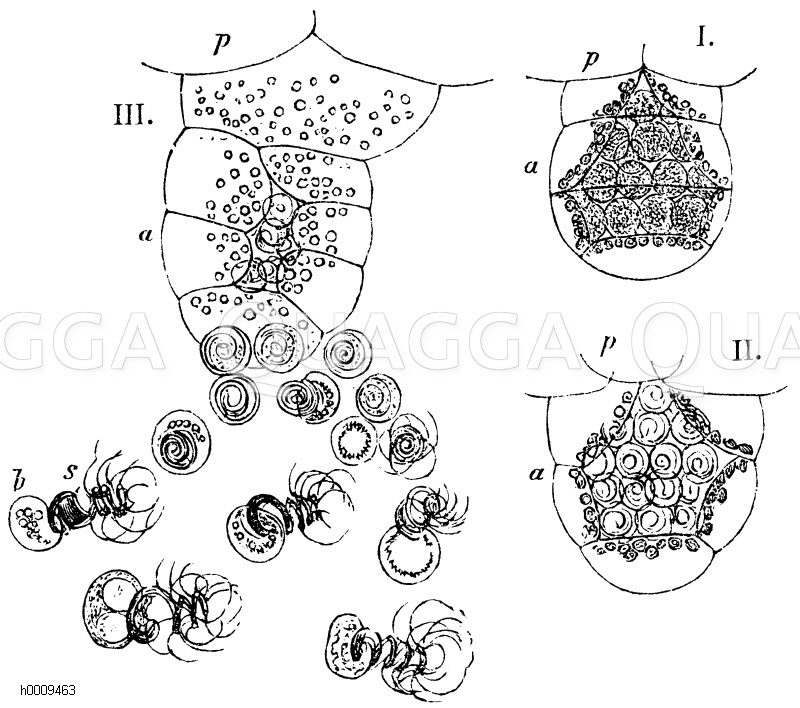 Antheridien von Adianthum capillus veneris. I. Noch unreif. II. Befruchtungskörperchen darin fertig ausgebildet. III. Geplatztes Antheridium mit austretenden Befruchtungskörpern, p) Vorkeim, a) Antheridium, s) Befruchtungskörper, b) Mutterzelle des Befruchtungskörpers [Digital]