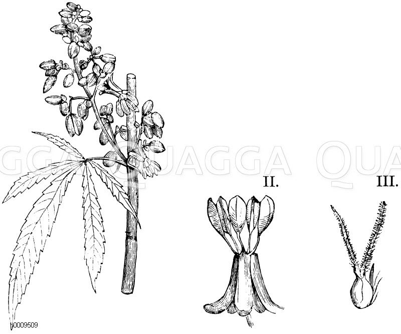 I. Hanfpflanze mit Staubblattblüten, II. einzelne Staubblattblüte, III. einzelne Stempelblüte [Digital]