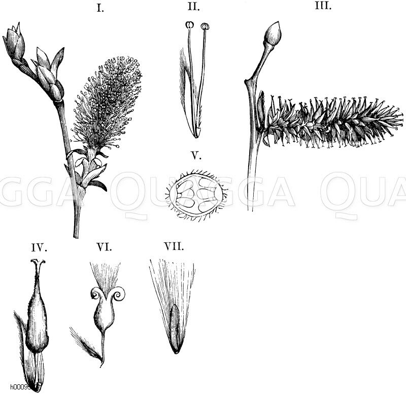 Salweide, I. Staubblattblütenkätzchen, II. mit einzelner Blüte, III. Stempelblütenkätzchen, IV. mit einzelner Blüte, V. Querschnitt des Fruchtknotens, VI. Frucht, VII. Same [Digital]