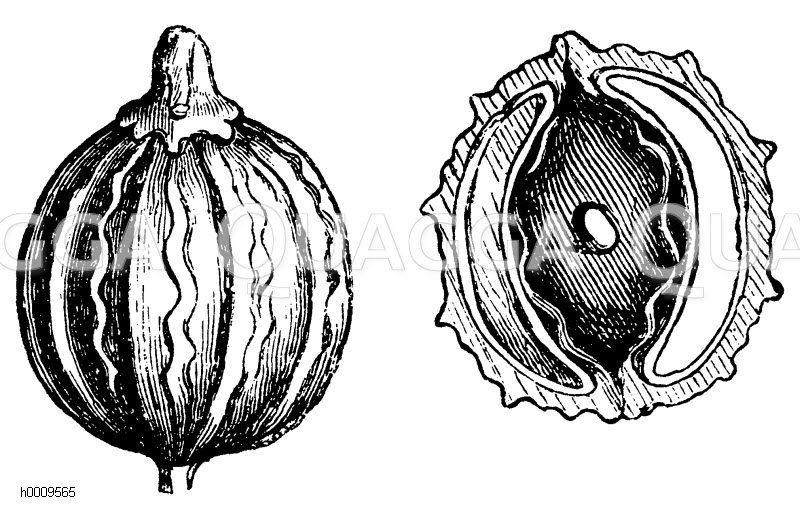 Frucht des Korianders (zu den Hohlsamigen), rechts: Frucht des Korianders im Querschnitt [Digital]