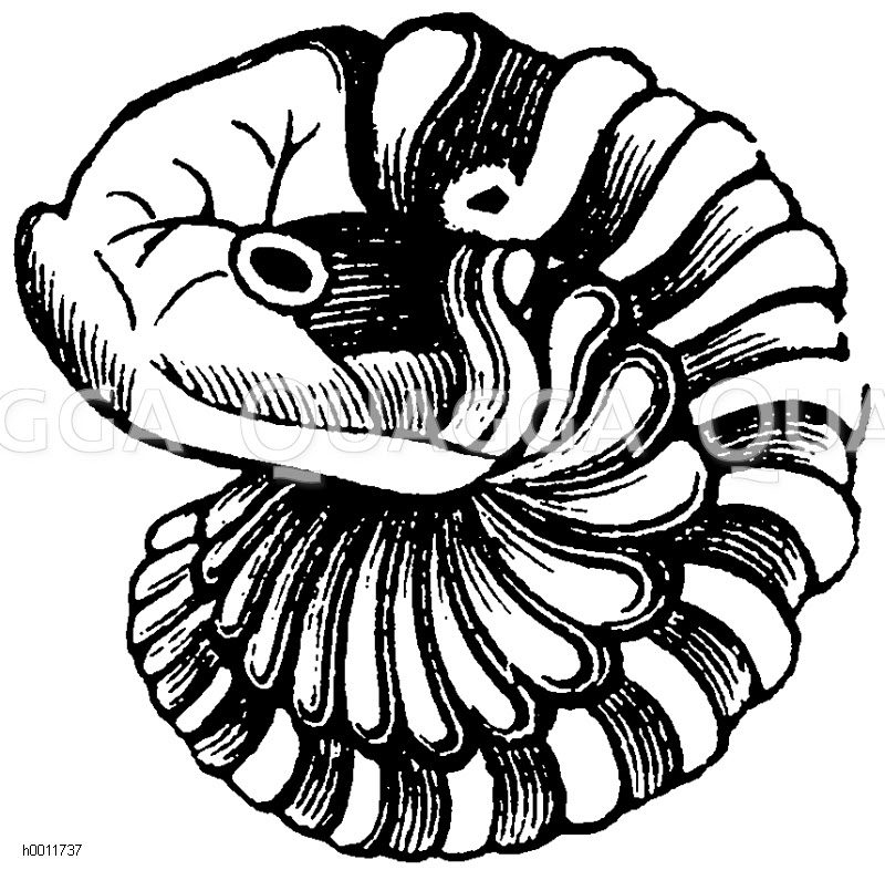 ein eingerollter Trilobit [Digital]