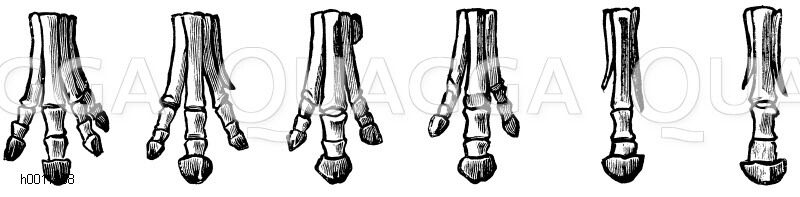 Die amerikanische Stammreihe des Pferdes (Vorderfüße). Nach Marsh. Von links: Pferd (Jeztzeit), Quartärperiode, Pliohippus (oberes Pliocän), Gippotherium oder Hipporion (unteres Pliocän), Miohippus oder Anchitherium (Miocän), Mesohippus (Oligocän), Orohippus oder Hyrocotherium (Eocän) [Digital]