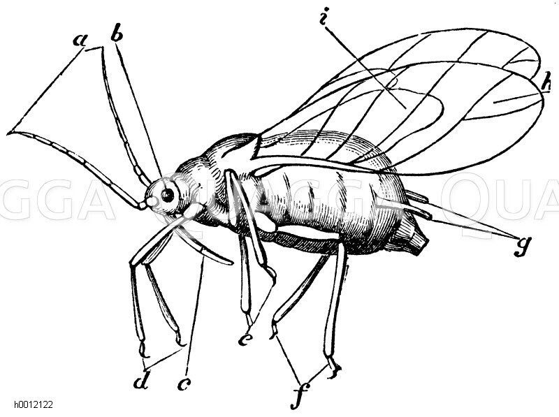 Geflügelte Amme der Apfelblattlaus. Stark vergrößert. a) Fühler, b) Augen, c) Schnabel, d, e, f) Beine, g) Honigröhren, h, i) Flügel [Digital]