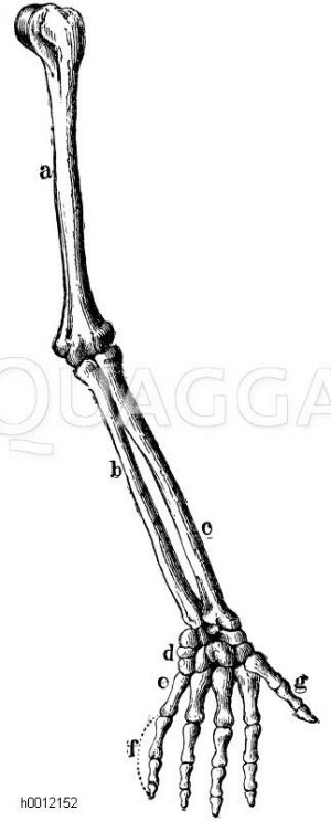 Arme Bildkategorie Quagga Illustrations Bilddatenbank