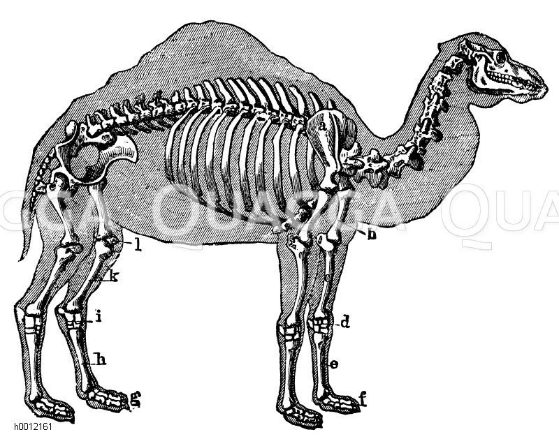 Skelett des Dromedars. a) Schulterblatt, b) Oberarm, c) Speiche, d) Handwurzel, e) Mittelhand, f) Finger, g) Zehen, h) Mittelfuß, i) Fußwurzel, k) Schienbein, l) Kniescheiben [Digital]