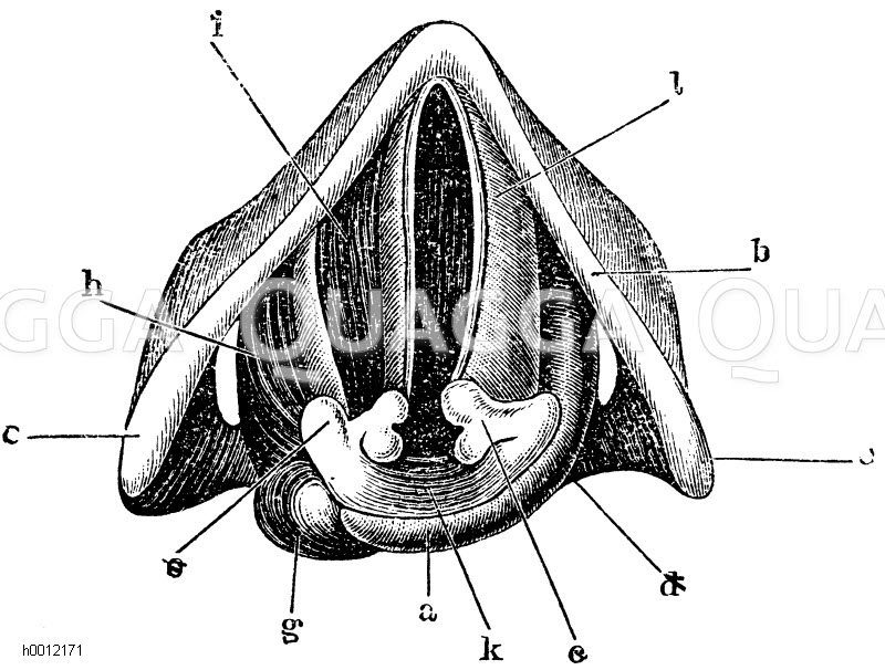 Kehlkopf des Menschen a Ringknorpel, B Schildknorpel, c Gießkannenknorpel, g, h, i u. K. Muskeln, l Stimmbänder [Digital]