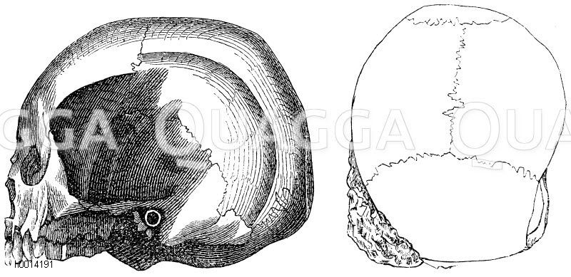 Schädel aus der Höhle von Lombrive, im Profil (links). Von oben (rechts) [Digital]