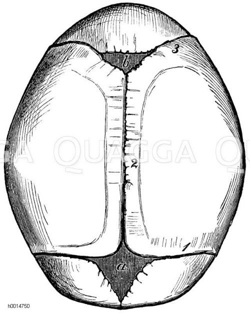 Fontanellen am Schädeldach eines neugeborenen Kindes. 1) Kranznaht, 2 ...