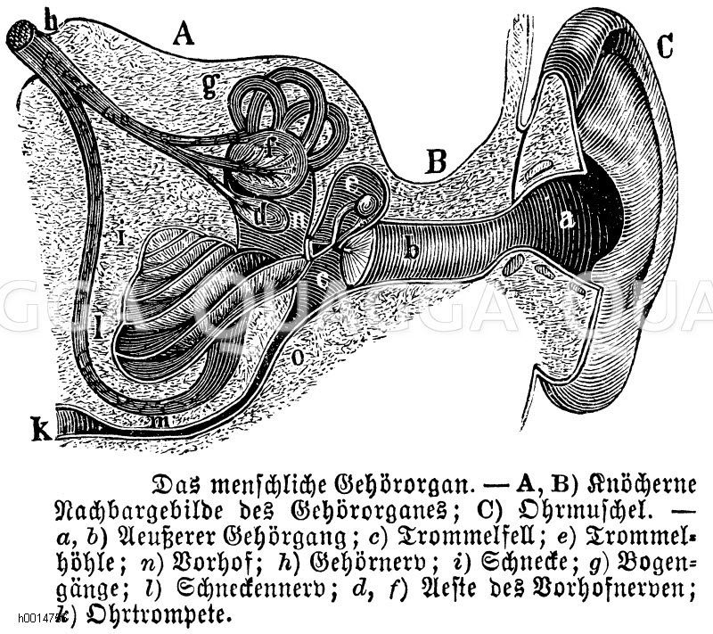 Menschliches Gehörorgan. A, B) Knöcherne Nachbargebilde des Gehörorganes, C) Ohrmuschel. a, b) Äußerer Gehörgang, c) Trommelfell, e) Trommelhöhle, n) Vorhof, h) Gehörnerv, i) Schnecke, g) Bogengänge, l) Schneckennerv, d, f) Äste des Vorhofnerven, k) Ohrtrompete [Digital]