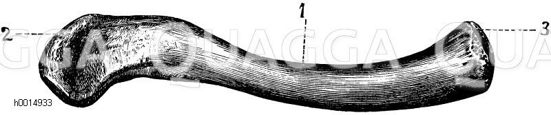 Schlüsselbein (rechts). 1) Körper, 2) Schulterende, 3) Brustbeinende [Digital]