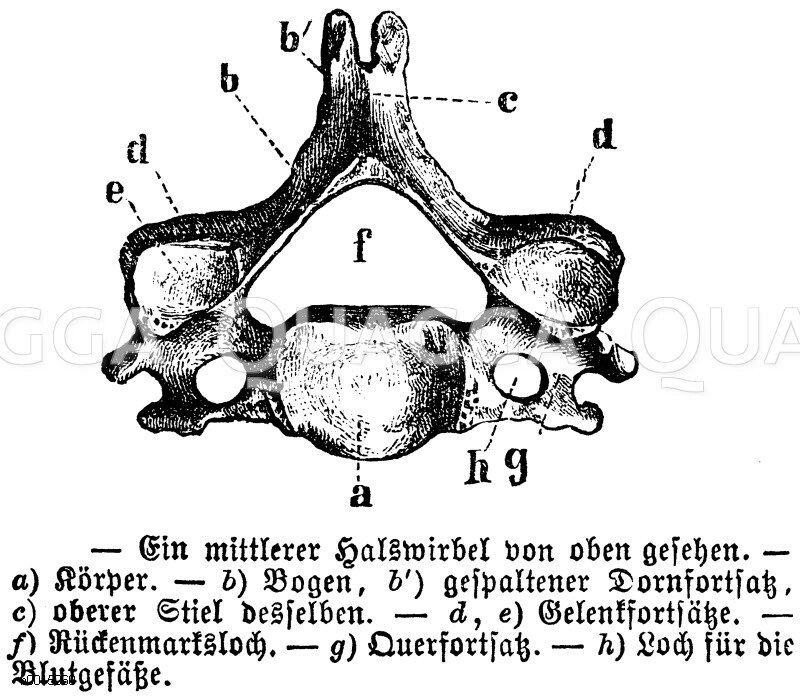 Mittlerer Halswirbel [Digital]