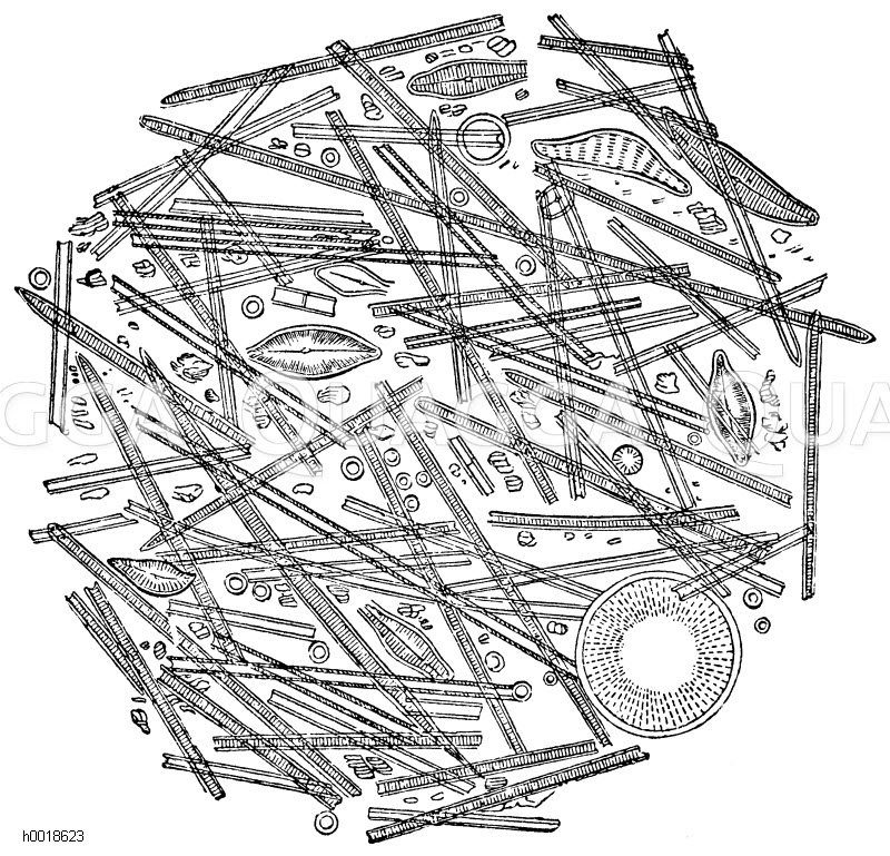 Lebendes Diatomeenlager und Infusorienlager unter Berlin [Digital]