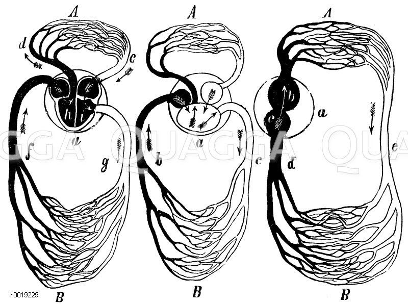 Theoretische Darstellung des Kreislaufs des Blutes der Säugetiere und Vögel, der Reptilien und Fische [Digital]