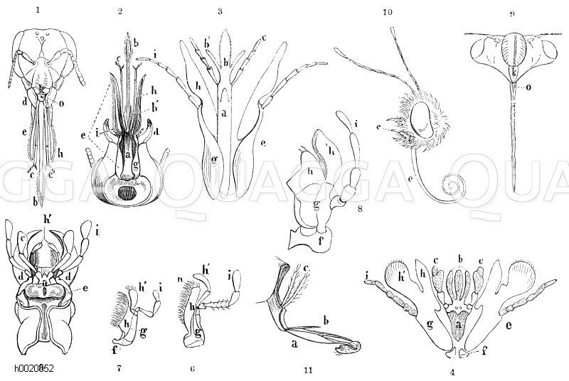 Honigbiene: Kopf von vorn (1), Erdhummel von unten (2), Andrena labialis (3), Cimbex variabilis (4), Kopf des Procrustes coriaceus von unten (5), rechte Unterkieferhälfte von Cicindela campestris (6), rechte Unterkieferhälfte von Staphylinus olens (7): rechte Unterkieferhälfte von Locusta viridissima (8), Kopf von Tettigonia orni von vorn (9), Kopf eines Tagschmetterlings (11), Rüssel von Tachina grossa (11): a) Kinn, b) Zunge, b') Nebenzungen, c) Lippentaster, alle drei machen zusammen die Unterlippe aus, d) Kinnbacken (Mandibeln), e) Kinnladen (Maxillen) (aus folgenden Stücken bestehend: f) Angel, g) Stiel, h) innere, h') äußere Lade (Lappen), i) Kiefertaster), k) Kopfschild, o) Oberlippe oder Lefze, n) beweglicher Zahn an der Spitze der inneren Kieferlade [Digital]