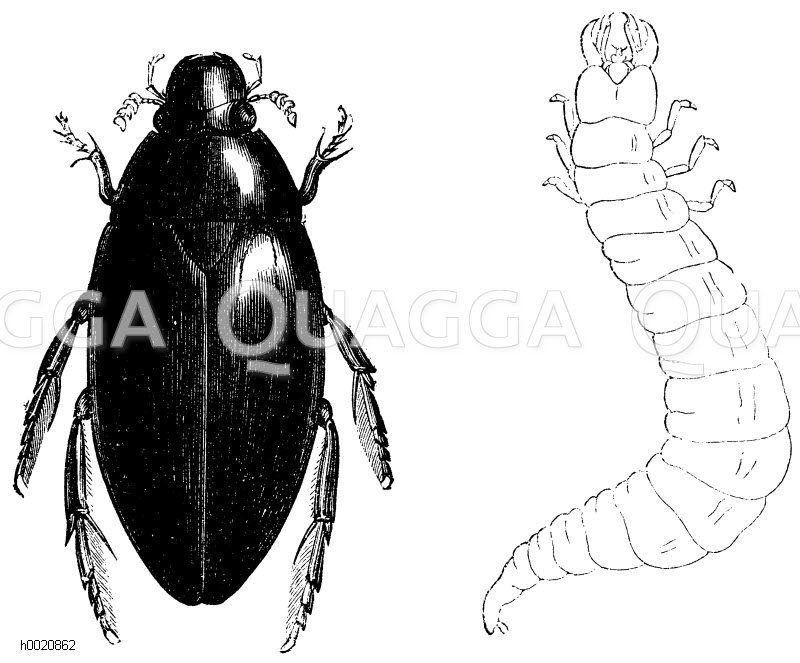 Larve und Weibchen vom pechschwarzen Kolbenwasserkäfer [Digital]