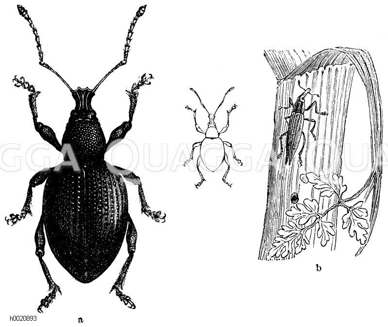 Großer schwarzer Rüsselkäfer, vergrößert und natürliche Größe (links), Lixus paraplecticus (rechts) [Digital]