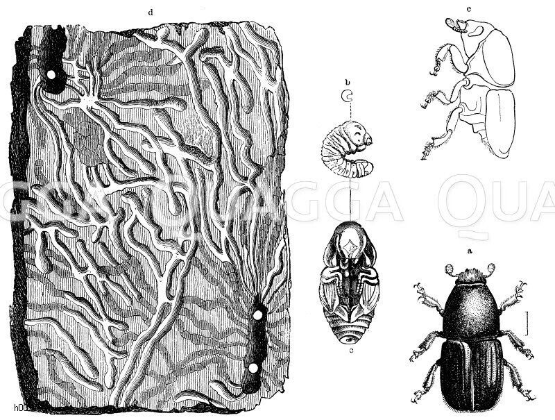 Großer Rüstersplintkäfer, a) Käfer, b) Larve, c) Puppe, d) Brutkolonie, e) Eccoptogaster destructor von der Seite [Digital]