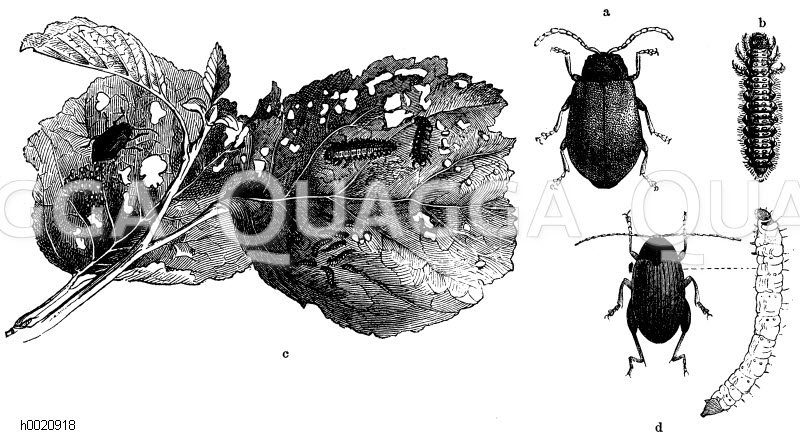 Erlenblattkäfer - a) Käfer, b) Larve, c) Käfer,Larve,Eiern und ihren Fraß an Erlenblättern, d) Psylliodes chrysocephala - Rapserdfloh mit Larve [Digital]