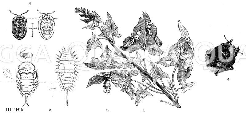 Familie des nebeligen Schildkäfers (a), Larve (b), Puppe (c), Käfer von Rücken und Bauchseite (d), Mesomphalia conspersa [Digital]