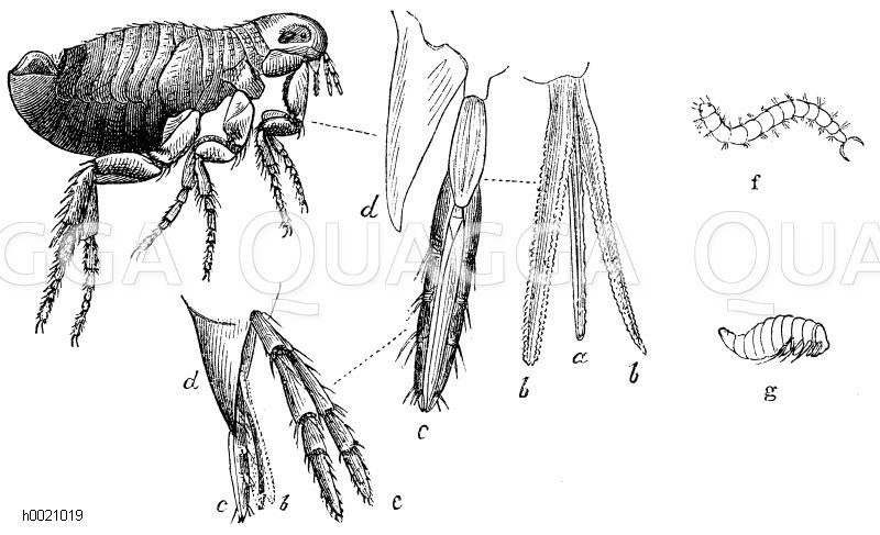 Floh. a) Oberlippe, b) Kinnbacken als die Stechapparate, c) Taster der Unterlippe, d) Unterlippe, e) Taster der kurzen, nicht sichtbaren Kinnladen, f) Larve, g) Puppe [Digital]