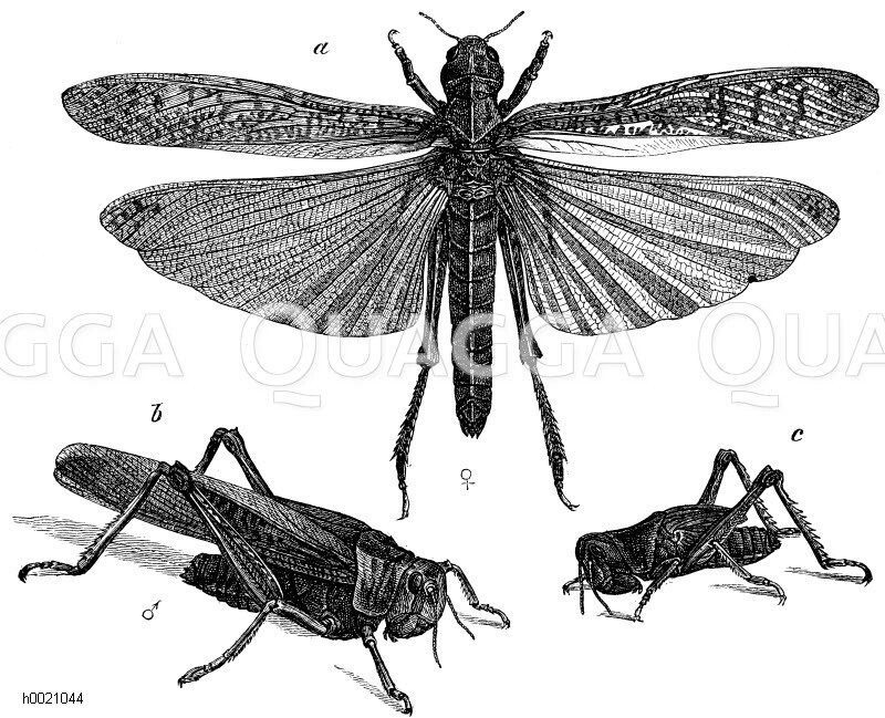 Wanderheuschrecke. a) Weibchen, b) Männchen, c) Nymphe [Digital]