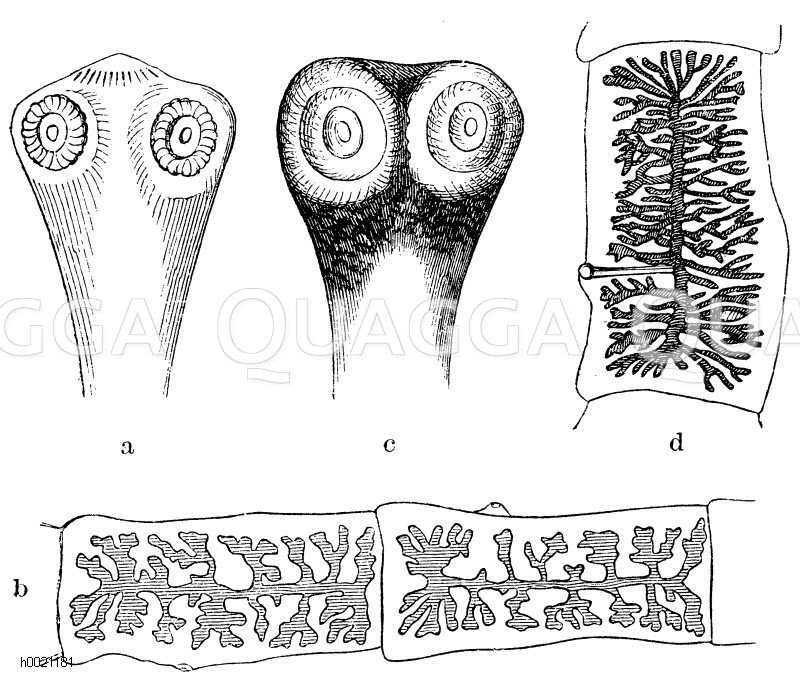 a) Kopf und b) Glied von Taenia solium, c) Kopf und b) Glied von Taenia mediocanellata [Digital]