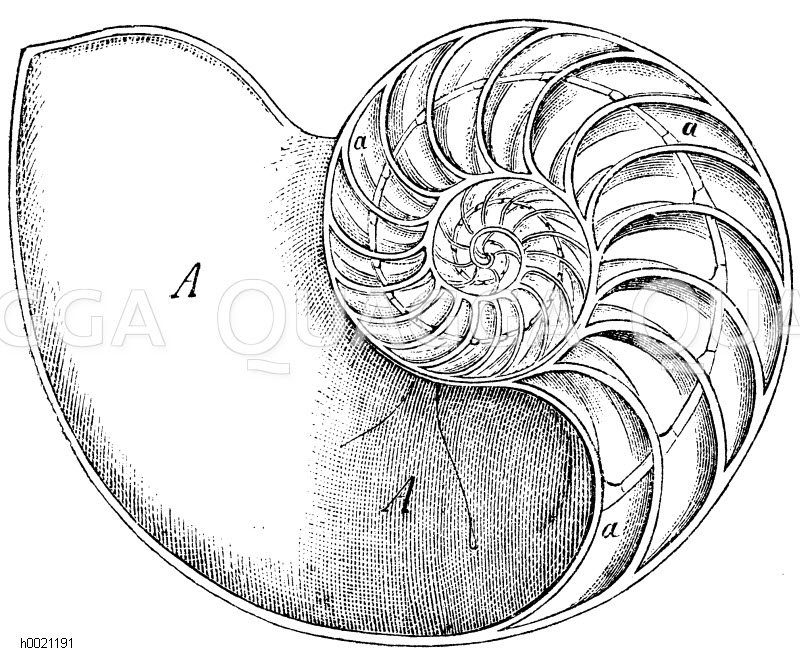 Durchschnitt der Schale des Nautilus pompilius. A) Wohnkammer, a) Luftkammern [Digital]