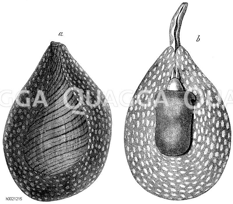 Birnenschnecke. a) von oben, b) von unten [Digital]