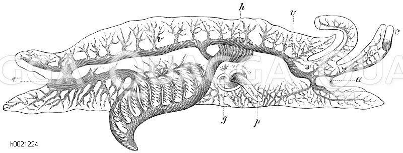 Pleurobranchus aurantiacus (Kreislauf) [Digital]