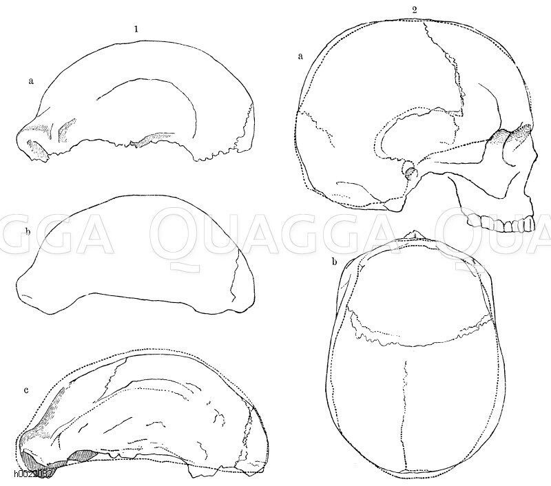 1) Schädel aus der Höhle des Neandertals: a) nach Schaafhausen (Fotografie), b) nach Lyell, c) liniiert nach Hurley (camera lucida-Zeichnung), punktiert nach Landzert (geometrische Zeichnung). 2) Schädel aus der Höhle von Engis (punktiert) und von der Akropolis (liniiert): a) Seitenansicht, b) Scheitelansicht (nach Th. Landzert) [Digital]