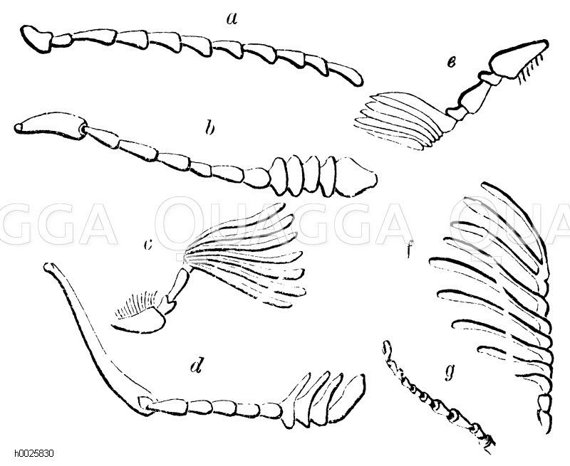 Ensektenfühler. a gesägt. b kolbig. c und e fächerförmig. d spindelförmig. f gekämmt. g geschuppt. [Digital]