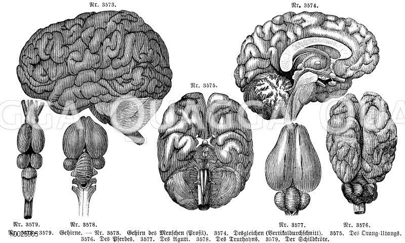 Gehirne. Gehirn des Menschen (Profil). Desgleichen ( Vertikaldurchschnitt). Des Drang- Utangs. Des Pferde. Des Aguti. Des Truthahns. Der Schlidkröte. [Digital]