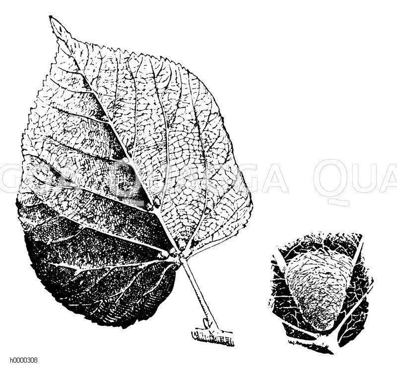 Milbenhäuschen auf Lindenblattunterseite und einzelnes Häuschen (rechts) Zeichnung/Illustration