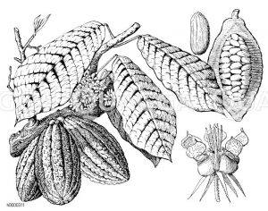 Kakaobaum mit Blüten und Früchten Zeichnung/Illustration