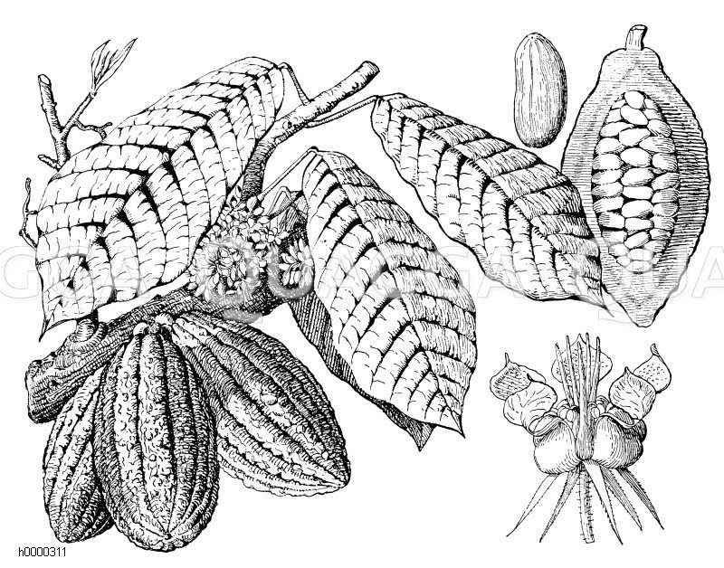 Kakaobaum mit Blüten und Früchten Zeichnung/Illustration