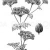 Gefleckter Schierling: Blüte und Frucht Zeichnung/Illustration