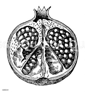 Granatapfel: durchgeschnittene Frucht Zeichnung/Illustration