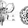 Süßkirsche: Blüte und Blütendiagramm