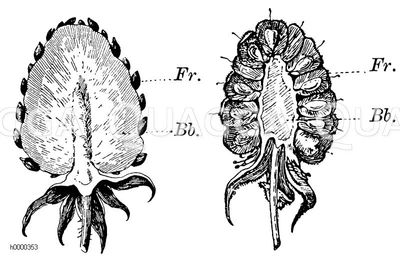 Himbeere Und Erdbeere Fruchte Bb Blutenboden Fr Einzelne Frucht Quagga Illustrations