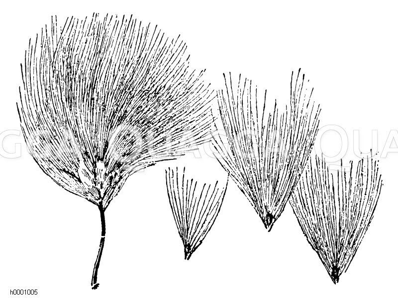 Fruchährchen des Wollgrases mit einigen losgelösen Früchten Zeichnung/Illustration